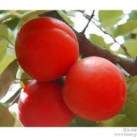 海宁晚熟桃晚熟桃新品种，晚熟桃树新品种，大果雪桃