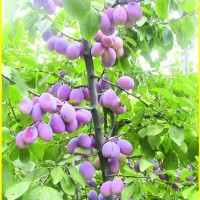 龙海晚熟桃晚熟桃新品种，晚熟桃树新品种，大果雪桃